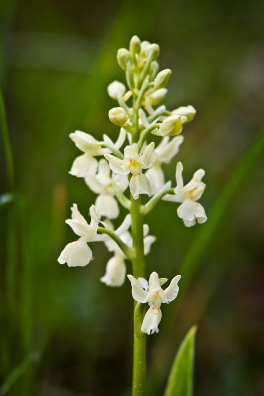 Aiuto per identificazione orchidee